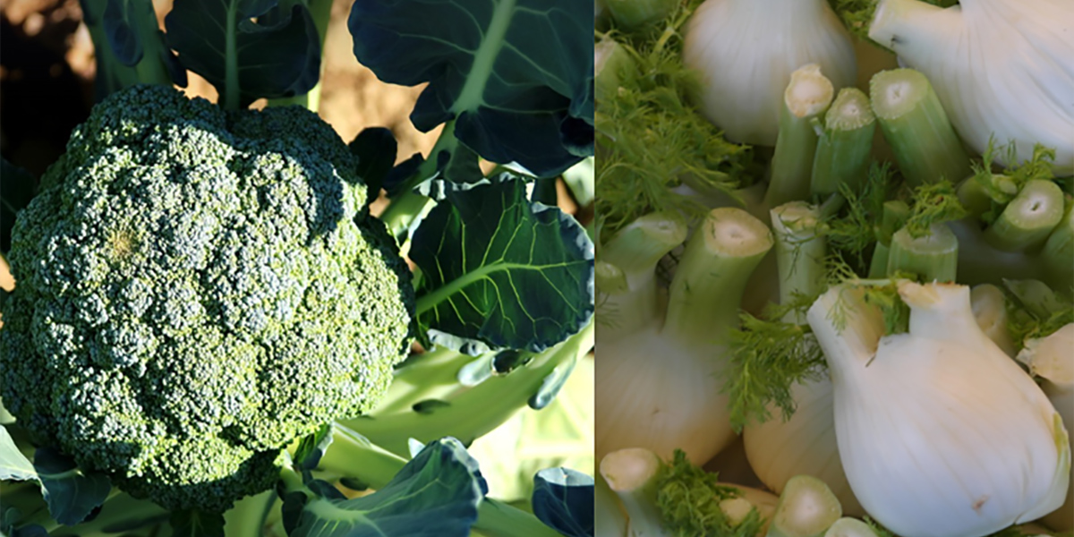 Broccoli e finocchi invenduti, i produttori li regalano